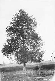 Image result for Eastern Red Cedar Tree Species
