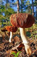 Image result for Unique Mushrooms