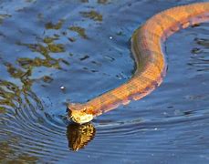 Image result for Water Moccasin Teeth