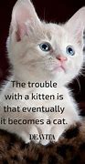 Image result for Cute Cats with Funny Quotes