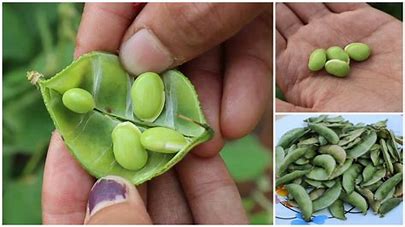 Image result for Hyacinth Beans