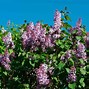 Image result for Bloomerang® Lilac Shrub/Bush, 1 Quart- Reblooming Lavender Lilac