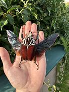 Image result for Giant Beetle
