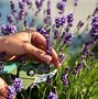 Image result for Hardy English Lavender Plants
