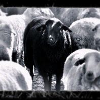 Image result for Black Sheep Film