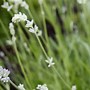 Image result for Pretty Plants