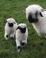 Image result for Welsh Black Sheep