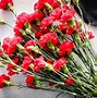 Image result for Dark Red Carnations