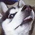Image result for Siberian Husky Funny Animal Memes