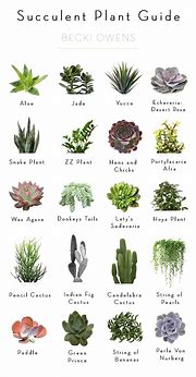 Image result for Succulent Plant Identification Names