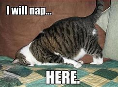 Image result for Take a Nap Funny