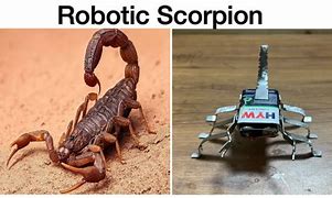 Image result for Robotic Scorpion