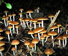Image result for Magic Mushroom Guide