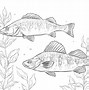 Image result for Walleyes Fish Coloring Page