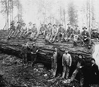 Image result for Lumberjack Working