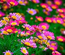 Image result for Flower Backgrounds for Computers
