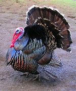 Image result for Types of Turkeys