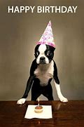 Image result for Happy Birthday Funny Dog