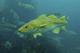 Image result for North Atlantic Cod