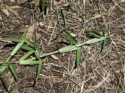 Image result for St. Augustine Grass