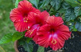 Image result for Hibiscus Tree