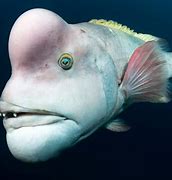 Image result for Crazy Looking Fish