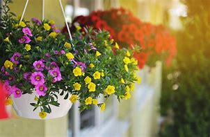 Image result for Hanging Flower Plants