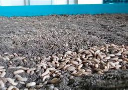 Image result for Ideas to revive farm soil