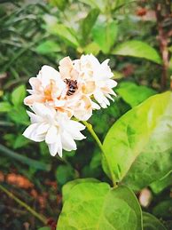 Image result for Black Honey Bee