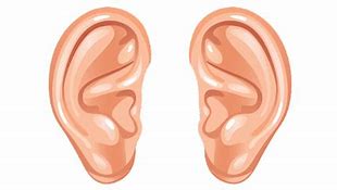 Image result for Outlet Ears