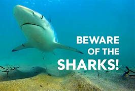 Image result for Deadly Shark Attacks