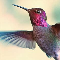A List of Hummingbird Species (A-Z)