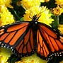 Image result for Real Butterfly