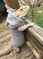 Image result for Dragon Clothes