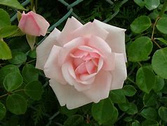 Image result for Pink Floribunda Rose