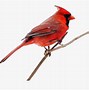 Image result for Cardinal Bird Transparent Background