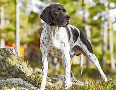 Image result for English Pointer Dog Breed