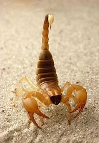 Image result for Desert Animals Scorpion