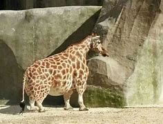 Image result for Super Fat Giraffe
