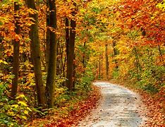 Image result for autumn forest landscaping