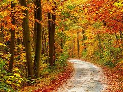 Image result for Landscape with Trees