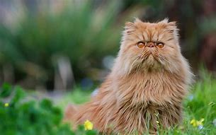 Image result for Persian Cat