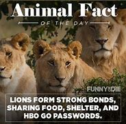 Image result for Funny Animal Facts