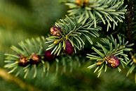 Image result for fir trees