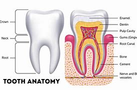 Image result for Tooth Drawing