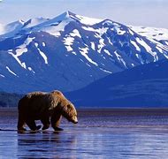 Image result for Alaskan Nature