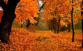 Image result for Fall Foliage Screensavers