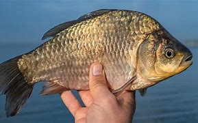 Image result for Types of Carp
