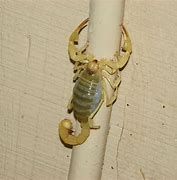 Image result for Pregnant Scorpion