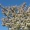 Image result for 1-2 ft. - Butterfly Magnolia Tree - The Official Spring Greeter